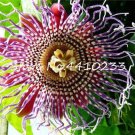 20 Pcs Seed Passion Flower,Passiflora Incarnata Certified Pure Live,Tropical Flower True Native Pott