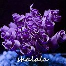 200 Pcs Spring Violet Grass Plant Succulents Grass DIY Bonsai Potted Garden Home Exotic Plant Spiral