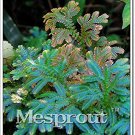 50pcs Selaginella Uncinata Bonsai of Bonsai Outdoor Selaginella Uncinata, Divine Plants BonsaiItem N