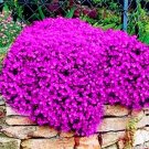 Big sale 205pcs rare ROCK cress Seeds Climbing plant Creeping Thyme Seeds Perennial Ground cover flo