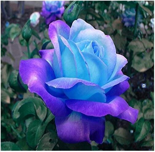 100PCS Midenight Rose Seeds Light Purple Light Blue Double Flowers Big Blooms FragrantItem NO.: SH82