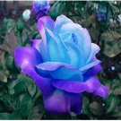 100PCS Midenight Rose Seeds Light Purple Light Blue Double Flowers Big Blooms FragrantItem NO.: SH82