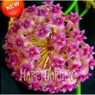 Fuchsia Ball Orchid Bonsai Hoya Carnosa Flores Potted Seeds Garden Climbing PlantsItem NO.: SH833Q
