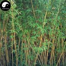 30pcs Plant Bambusa Multiplex for Qin Si BambooItem NO.: SH834Q 30pcs Plant Bambusa Multiplex for Qin Si BambooItem NO.: SH834Q