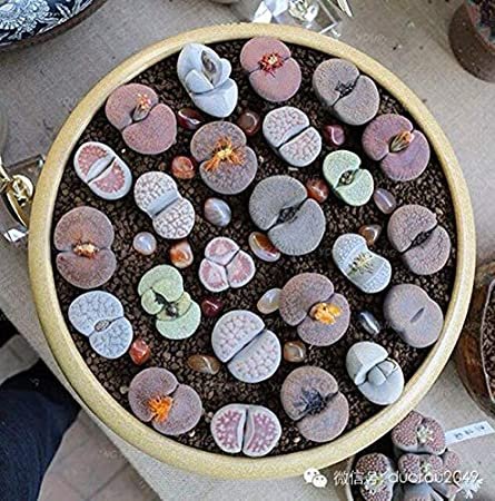 100 Pcs Beauty Mixed Mini Lithops Bonsai Plants Cactus Bonsai Plants Organic Garden Succulent Bonsai