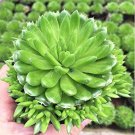 About 100 PCS Rare Succulents Bonsai Orostachys.Iwarenge Cactus Bonsai Rare Flower Cactus Bonsai Flo