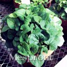 100PCS Hot Pure Natural Herba Houttuyniae Chinese Herbal Bonsai 100% Organic Pure Natural HerbaItem 
