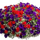 100PCS Hanging Petunia Plantas Melissa Original Flower Flores Perennial Flowers for Home Garden Bons