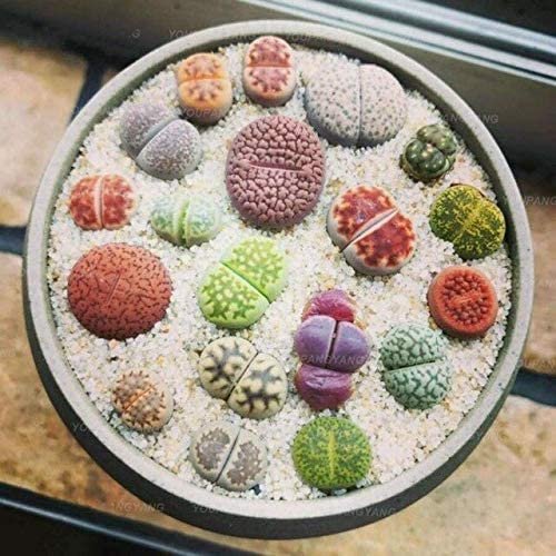 100 Pcs Beauty Mixed Mini Lithops Bonsai Plants Cactus Bonsai Plants Organic Garden Succulent Bonsai