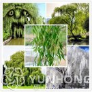 50 Pieces Beautiful True Seeds Fresh Giant Garden Decoration Green Willow Tree Seeds For Home Garden 50 Pieces Beautiful True Seeds Fresh Giant Garden Decoration Green Willow Tree Seeds For Home Garden