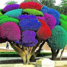50pcs Rainbow Pine Tree Plants Japanese Bonsai Perennial Pinus Thunbergii plantas Outdoor Garden Gia 50pcs Rainbow Pine Tree Plants Japanese Bonsai Perennial Pinus Thunbergii plantas Outdoor Garden Gia