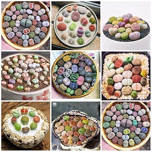 100 Pcs Beauty Mixed Mini Lithops Bonsai Plants Cactus Bonsai Plants Organic Garden Succulent Bonsai