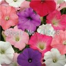 Petunia bonsais Hanging Light Waves Series Multicolor 100pcsItem NO.: SH923Q