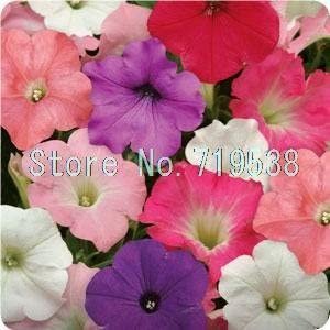 Petunia bonsais Hanging Light Waves Series Multicolor 100pcsItem NO.: SH923Q