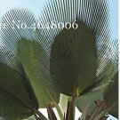 100PCS Travelers Palm Flores SeedsItem NO.: SH924Q