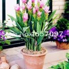 200PCS Pink  Curcuma Bonsia Flower SeedsItem NO.: SH929Q