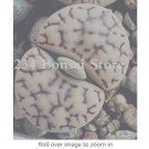 100pcs Bonsai Lithops Plants Mix Varieties Succulent Plant Living Stone Bonsai Home Garden Ornament 