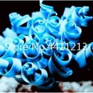 Kasuki 2000pcs Blue Spring Grass Rare Succulents Plant Funny Seed Planting Potted Plants for Home Ga