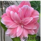 Kasuki Sale! 200 Pcs Amaryllis Cheap Amaryllis Flower, The Barbados Lily Bonsai Plant Pot, Balcony F
