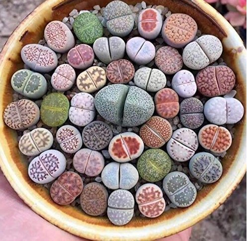 100 Pcs Beauty Mixed Mini Lithops Bonsai Plants Cactus Bonsai Plants Organic Garden Succulent Bonsai