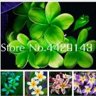 Kasuki 100 Pcs Plumeria (Frangipani, Hawaiian Lei Flower) Bonsai, Rare Exotic Flower Flores Egg Flow