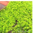500 pcs Creeping Thyme Bonsai or Blue Rock CRESS Plant - Perennial Ground Cover Flower Flores,Natura