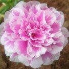 100 Pcs Mixed Color Moss-Rose Purslane Double Flower Bonsai for Planting (Portulaca Grandiflora) Hea 100 Pcs Mixed Color Moss-Rose Purslane Double Flower Bonsai for Planting (Portulaca Grandiflora) Hea