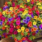 +200pcs Hanging Petunia Mixed Flores Color Waves Beautiful Flowers for Garden Plant Bonsai Flower pl