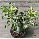 100% True Thailand Rare grafted Desert Rose Variegated Leaves Siam Potted Home Garden Flowers Bonsai 100% True Thailand Rare grafted Desert Rose Variegated Leaves Siam Potted Home Garden Flowers Bonsai
