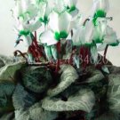 Cyclamen Flower Seeds, White Semi-double Flowers with Green Damask EdgeItem NO.: CO-1561