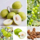 Jujube Seeds, 10 SeedsItem NO.: CO-1556