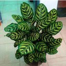 Calathea Seeds Foliage Plant, Green and Dark Green Leaves with Yellow StripesItem NO.: CO-1544