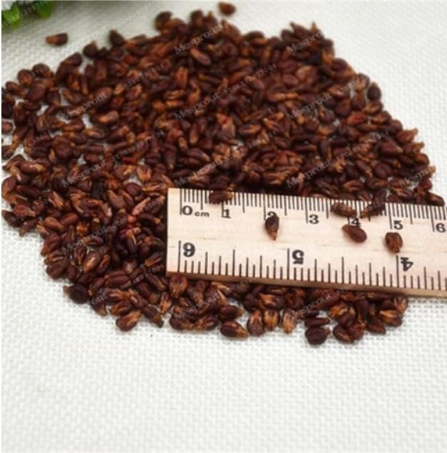 Rare Black Grape Seed Dwarf Seed Fruit Heirloom Organic FruitItem NO.: CO-1543