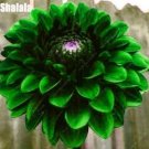 Dahlia Bonsai Japan Rare Flower Beautiful Perennial Flower SeedsItem NO.: CO-1530
