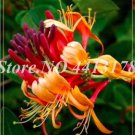 Honeysuckle Vine Plant Seeds, Orange-red FlowersItem NO.: CO-1522 Honeysuckle Vine Plant Seeds, Orange-red FlowersItem NO.: CO-1522