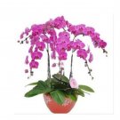 Phalaenopsis Orchid Seeds, Pink FlowersItem NO.: CO-1515