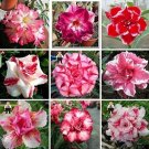 Adenium Seeds, MixedItem NO.: CO-1510