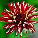 Euphorbia Pulcherrima Seeds, Red FlowersItem NO.: CO-1509
