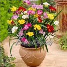 Freesia Seeds, MixedItem NO.: CO-1508