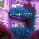 Multicolor Bougainvillea SeedsItem NO.: CO-1498