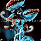 Venus Fly Trap Dionaea Muscipula Carnivorous Plant SeedsItem NO.: CO-1497 Venus Fly Trap Dionaea Muscipula Carnivorous Plant SeedsItem NO.: CO-1497