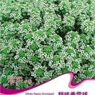 White Sweet Alyssum Carpet of Snow Flower SeedsItem NO.: CO-1494