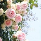 Jericho Rose Seeds. Light Pink Double FlowersItem NO.: CO-1493