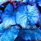 Exotic Thailand Caladium Bicolor SeedsItem NO.: CO-1488