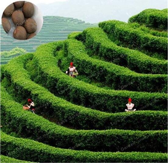 Chinese Green Tea Tree Seed Plant Tea for Healthy Seed Tea Tree Home GardenItem NO.: CO-1486