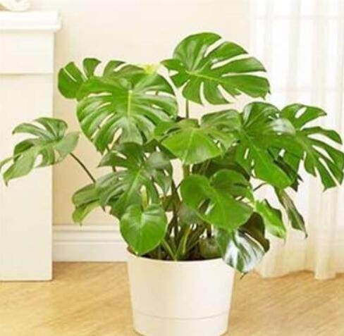 Rare Palm Turtle Leaves Monstera SeedsItem NO.: CO-1520