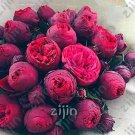 Double Peony Seeds, Double Red Ball FlowersItem NO.: CO-1466