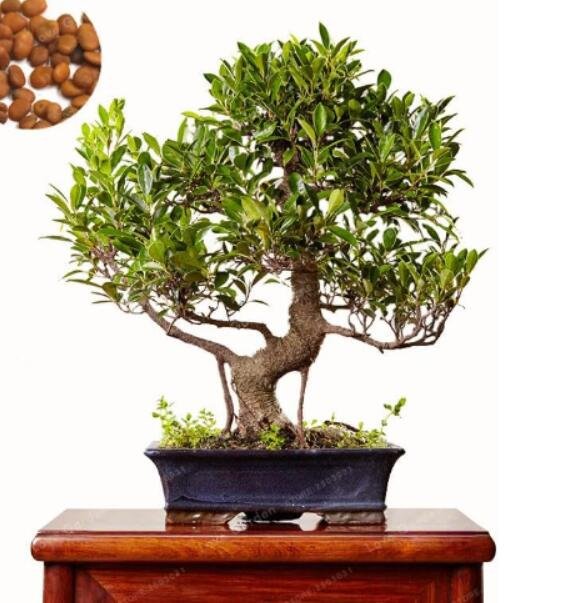 Ficus Microcarpa Tree Green SeedsItem NO.: CO-1471