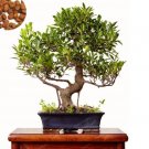 Ficus Microcarpa Tree Green SeedsItem NO.: CO-1471