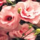 Eustoma Grandiflorum Seeds, Khakish Pink FlowersItem NO.: CO-1460